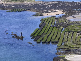 Austernzucht Bretagne