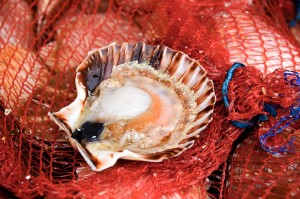 "Coquille Saint-Jacques" heißen die Jakobsmuscheln auf Französisch